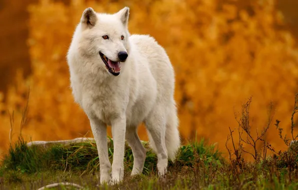 Nature, face, animal, wolf, wildlife, head, fur, mammal