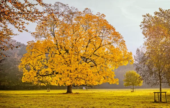 Картинка поле, осень, дерево