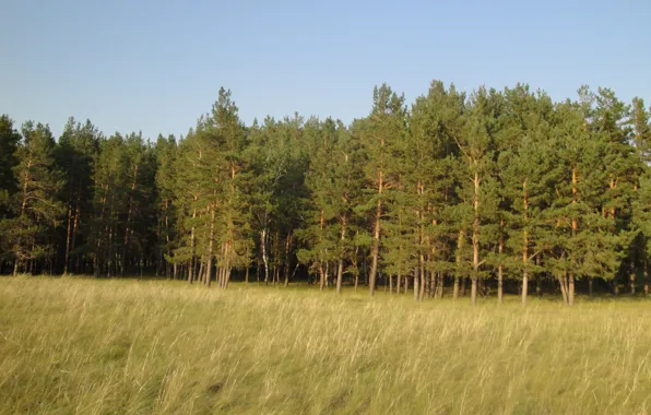 Лес, трава, желтый, сосны