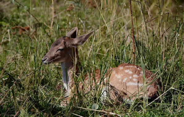 Animal, baby, nature Park, dappled deer