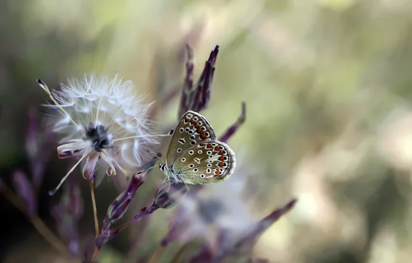 Бабочка, насекомое, butterfly, размытый фон, insect, blurred background