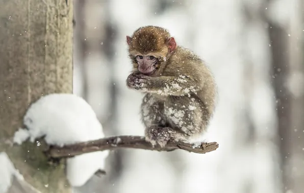 Холод, взгляд, снег, природа, обезьяна
