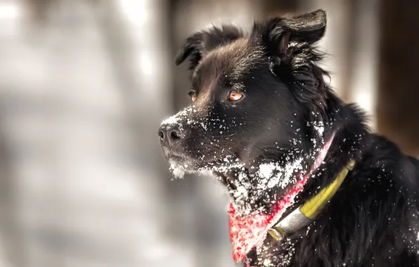 Взгляд, друг, собака