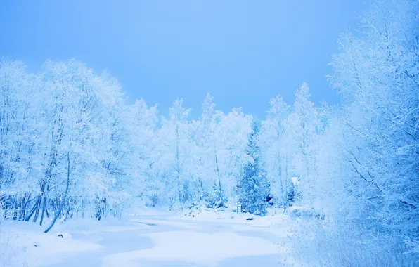 Зима, лес, снег, деревья, мороз
