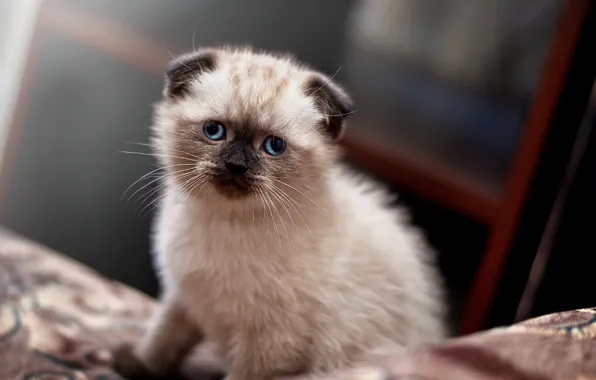 Картинка Kitten, Cute, ears, Cats, Scottish, Ragdoll, Lop-eared