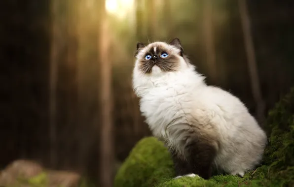 Лес, кошка, кот, деревья, природа, мох, сидит, смотрит вверх