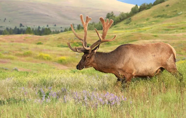 Картинка лес, лето, цветы, горы, природа, холмы, олень, прогулка