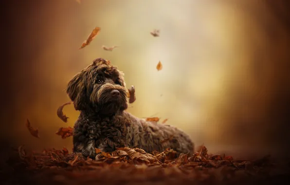 Осень, листья, собака, боке