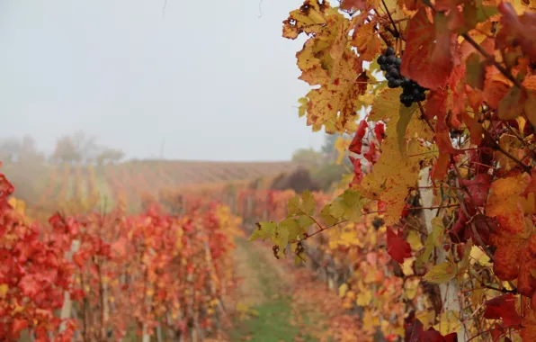 Italy, wine, grapes, foggy, Piemonte, vineyard, red wine, Denominazione di Origine Controllata e Garantita