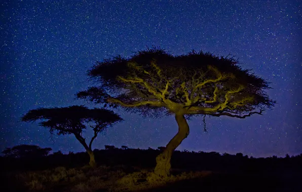 Звезды, свет, ночь, дерево, Африка, акация, Кения, Wildlife Conservancy