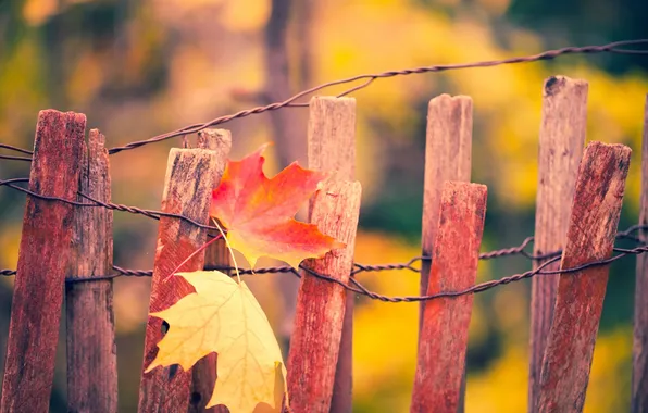 Картинка осень, листья, забор