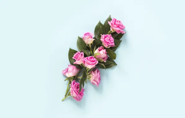 Цветы, фон, голубой, розы, букет, Pink, розовые, blue
