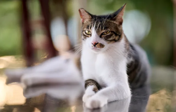 Кошка, кот, взгляд, морда, свет, поза, размытие, лежит
