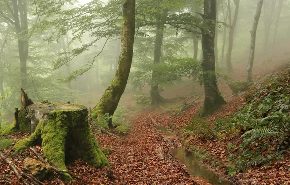 Осень, лес, деревья, природа, туман, пень