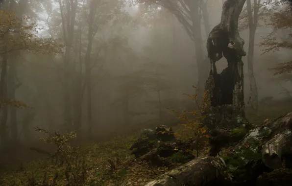 Картинка осень, лес, деревья, Туман