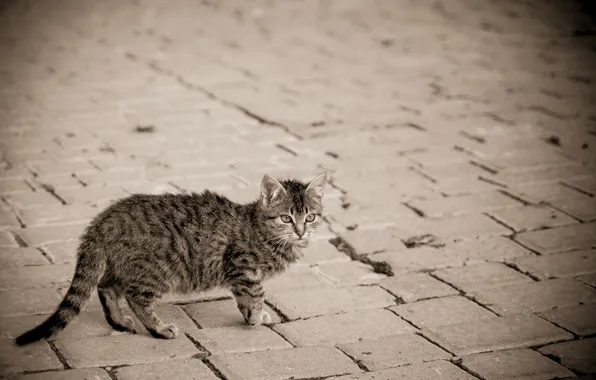 Кошка, котенок, серый, улица, мостовая, в полоску