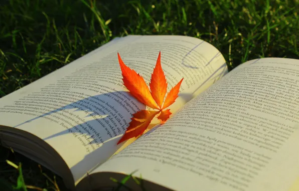 Red, autumn, book, leaf