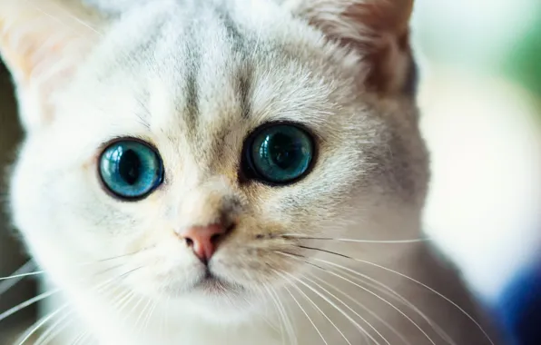 Картинка кошка, усы, взгляд, мордочка, глазища