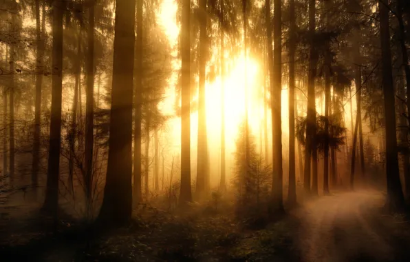 Картинка лес, обработка, Misty Forest-2