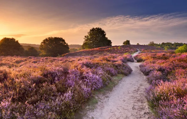 Картинка небо, трава, солнце, деревья, цветы, рассвет, поля, Нидерланды
