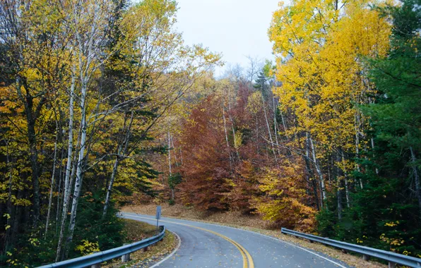 Картинка дорога, лес, Осень, forest, road, autumn