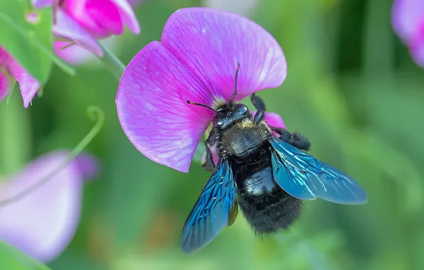 Цветок, природа, шмель, flower, nature, bumblebee, мышиный горошек