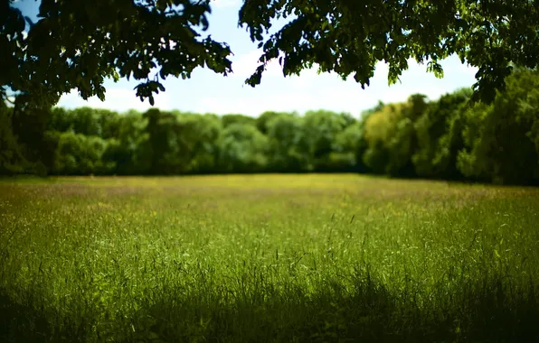 Картинка поле, трава, дерево, тень, солнечно, боке