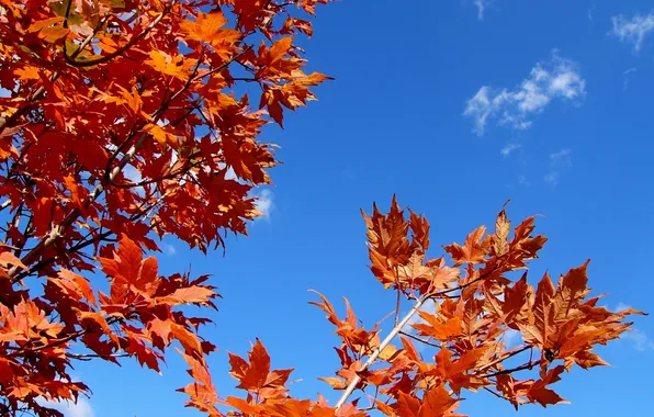Картинка осень, небо, листья