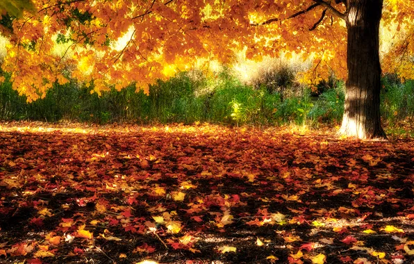 Осень, природа, дерево, листва, клён