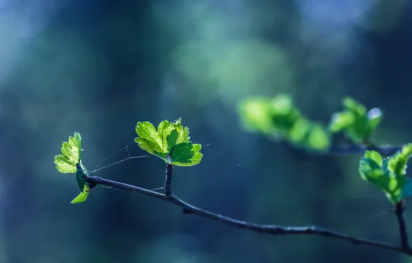 Листья, зеленые листья, ветка, бутоны, leaves, боке, bokeh, web