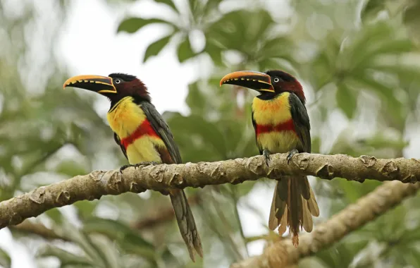 Картинка forest, birds, couple, chestnut-eared Aracari