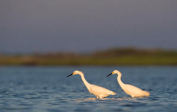 Lake, birds, sunlight, wildlife, hunting, egrets