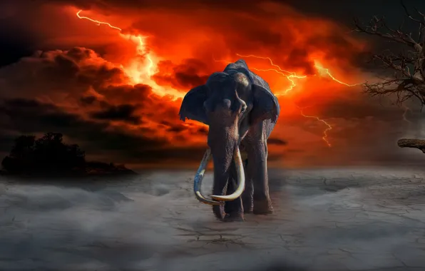 Картинка fire, lightning, elephant