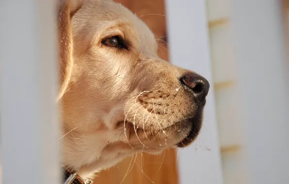 Картинка макро, нос, пес, профиль, взгляд в даль