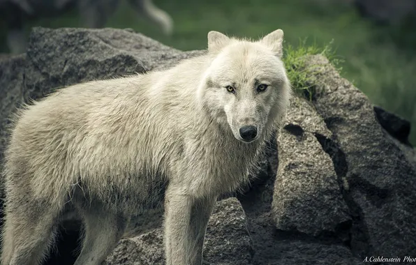 Nature, face, animal, wolf, wildlife, head, fur, mammal