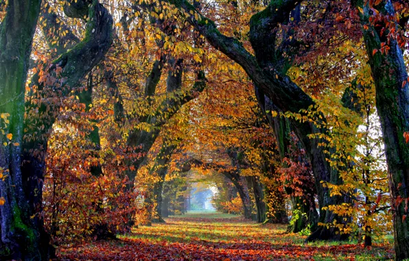 Картинка осень, трава, листья, деревья, парк, аллея