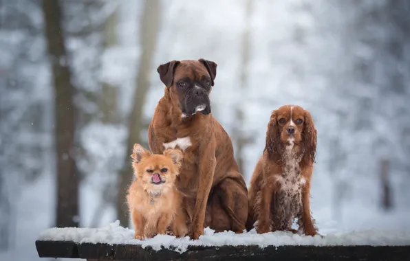 Картинка собаки, снег, портрет, трио, друзья, Чихуахуа, троица, Боксёр