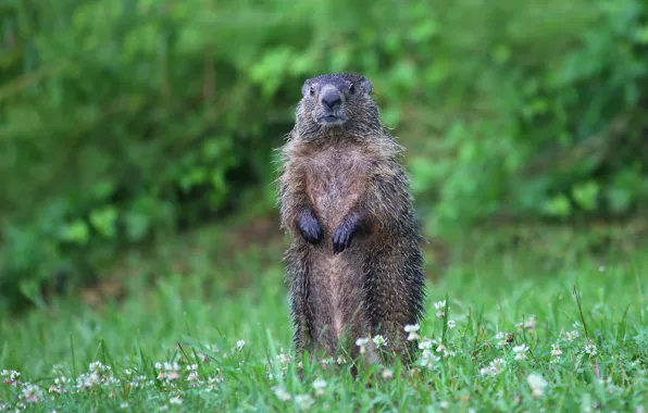 Картинка зелень, трава, природа, поза, клевер, стойка, сурок