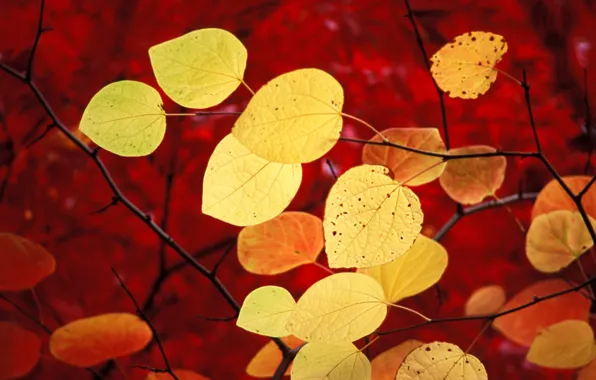 Картинка осень, листья, красный, windows 7, seven