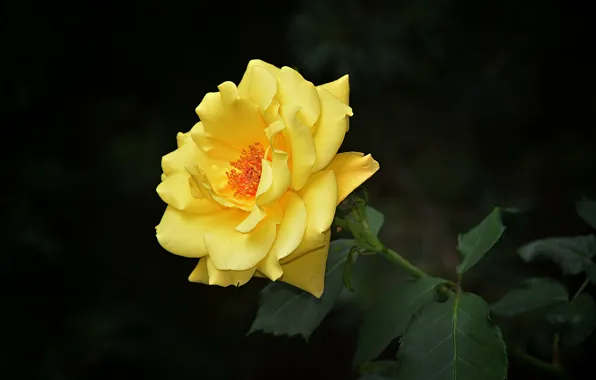 Картинка Макро, Боке, Bokeh, Macro, Yellow rose, Жёлтая роза