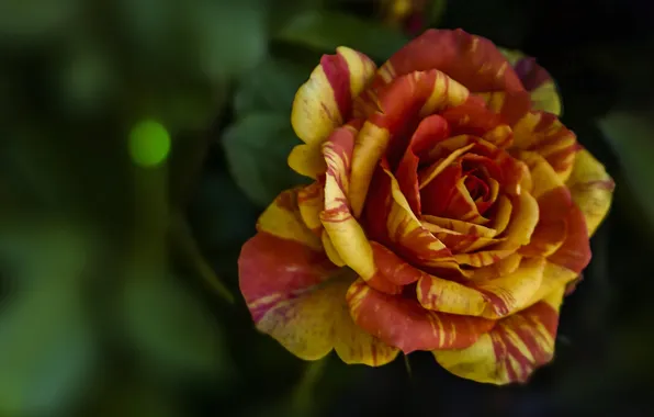 Макро, розы, лепестки, бутоны