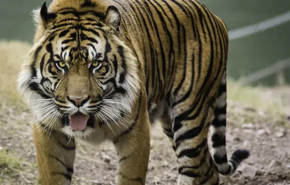 Картинка кошка, взгляд, тигр, суматранский