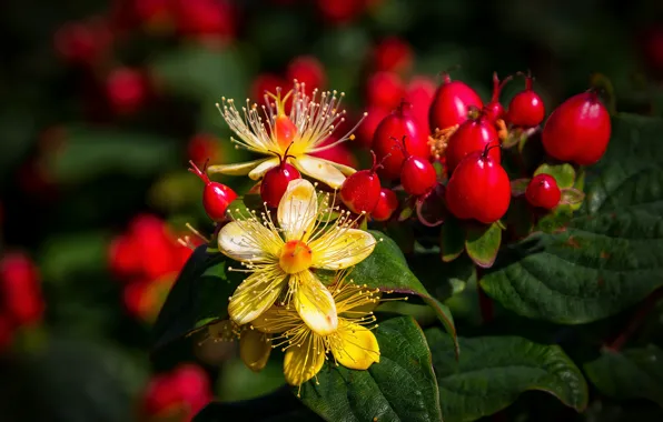 Ягоды, цветение, Closeup, Berry, Tutsan