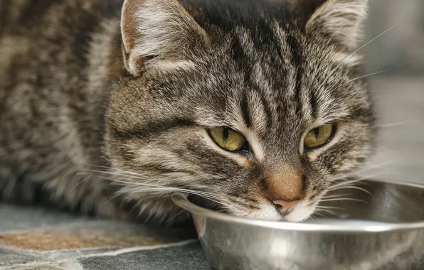 Кошка, кот, взгляд, поза, серый, молоко, миска, мордашка