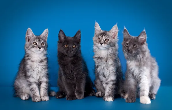 Кошки, котенок, котята, серые, голубой фон, квартет, четыре, мейн-кун