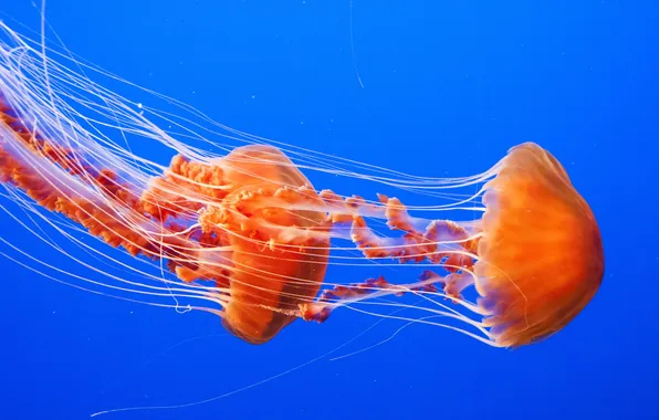 Картинка море, природа, медузы