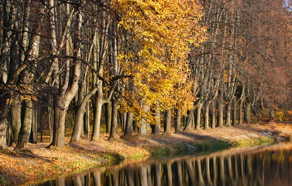 Картинка осень, лес, листва