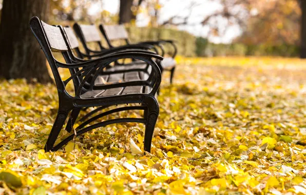 Картинка осень, парк, листва, скамейки