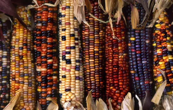 Картинка кукуруза, разноцвет, початки