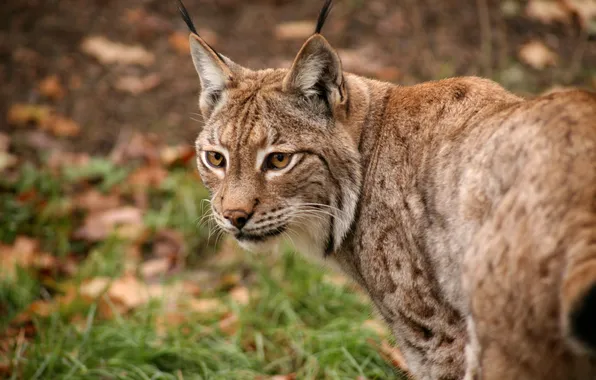 Картинка кошка, взгляд, морда, рысь